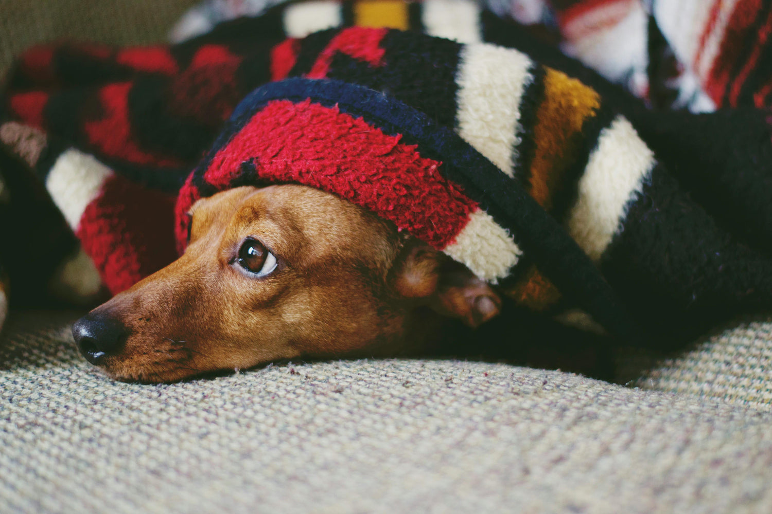 Pet beds